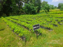 Middeniya Nursery